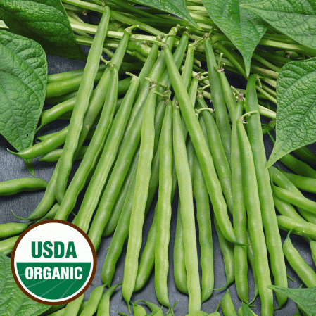 Haricot vert du jardin à la française biologique