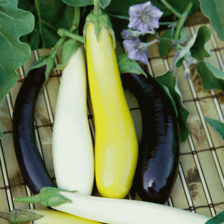 Aubergine Fingerlings d'Orient