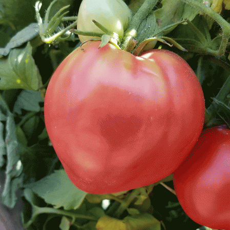 Tomate héritage Cœur de bœuf