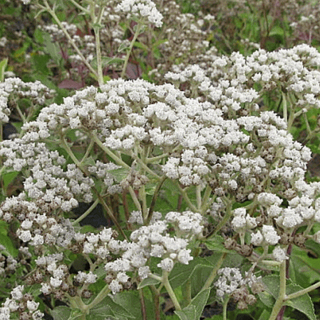 Quinine sauvage