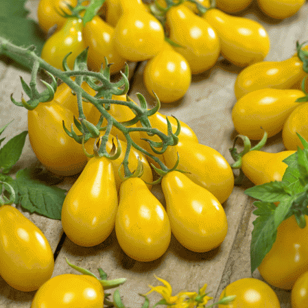 Tomate héritage poire jaune