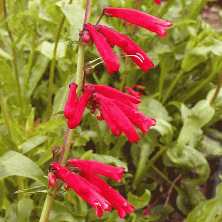 Penstemon d'Eaton