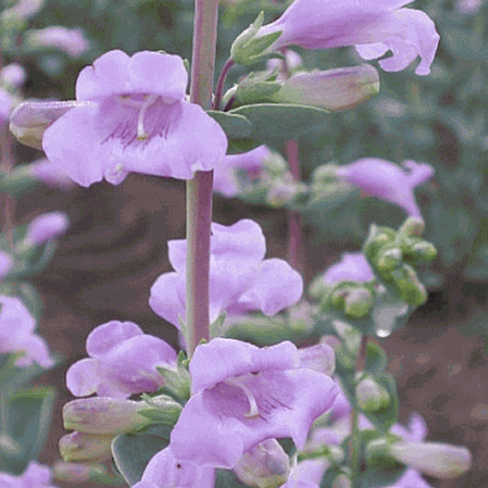 Langue de barbe à grandes fleurs