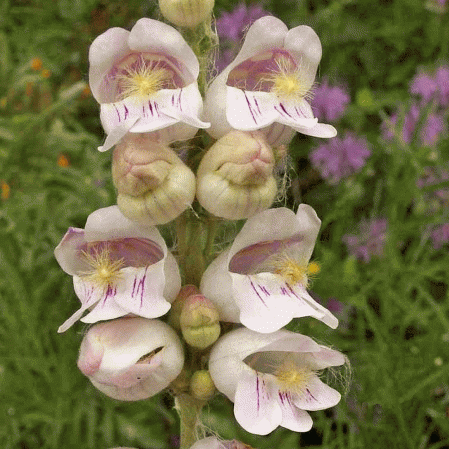 Penstemon de Palmer