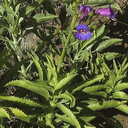 Penstemon voyante