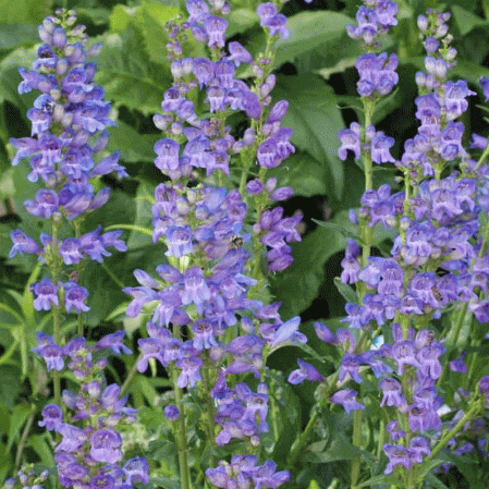 Penstemon des montagnes Rocheuses