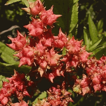 Ditch Stonecrop