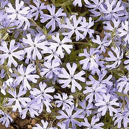 Phlox de sable