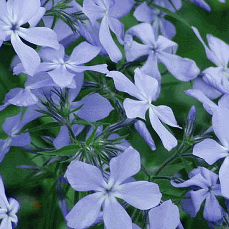 Phlox bleu sauvage