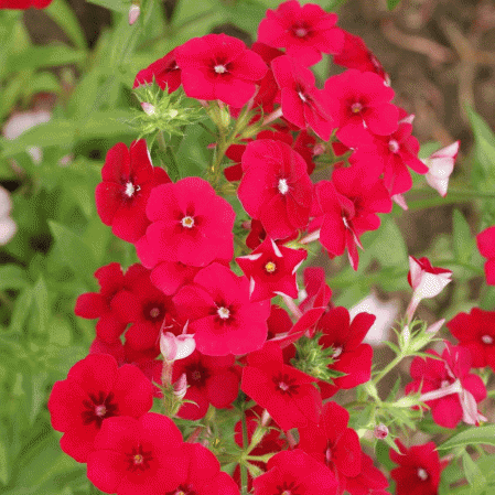 Red Drummond Phlox