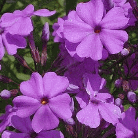 Phlox des marais