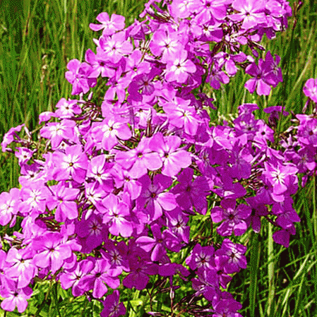 Phlox des prairies