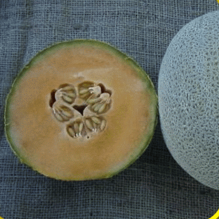 Jardinières Jumbo Melon