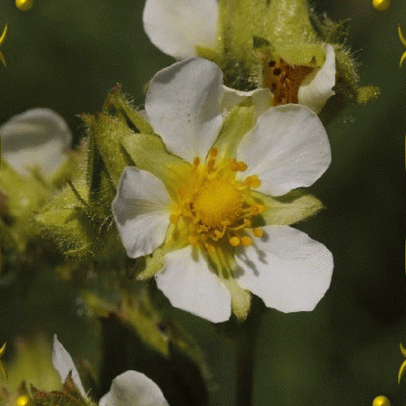 Potentille des prairies