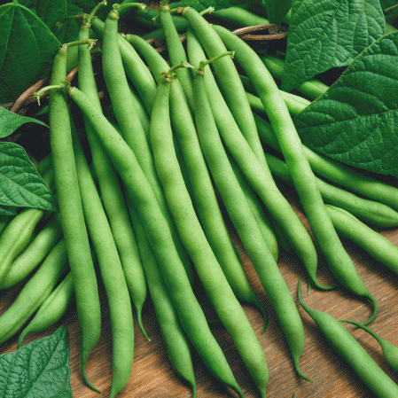 Fournisseur Green Bush Bean