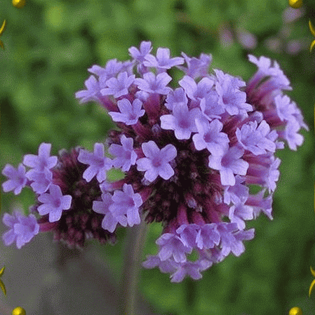 Verveine violette