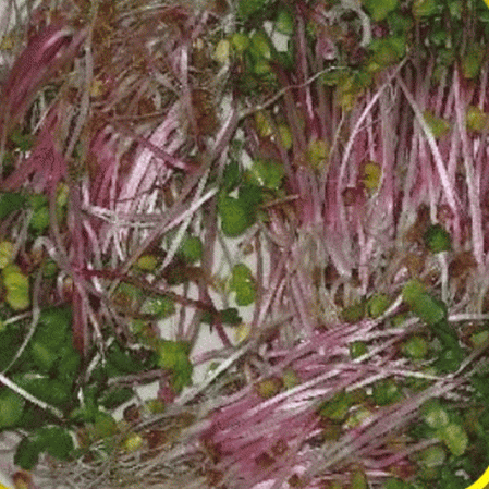 Radis à germer de flèche rouge