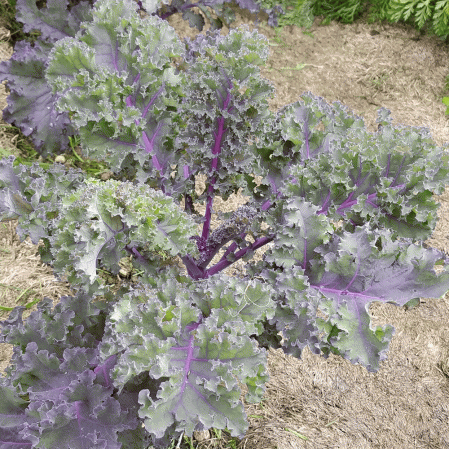 Kale russe rouge