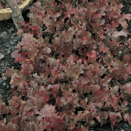 Salade rouge bol de laitue frisée