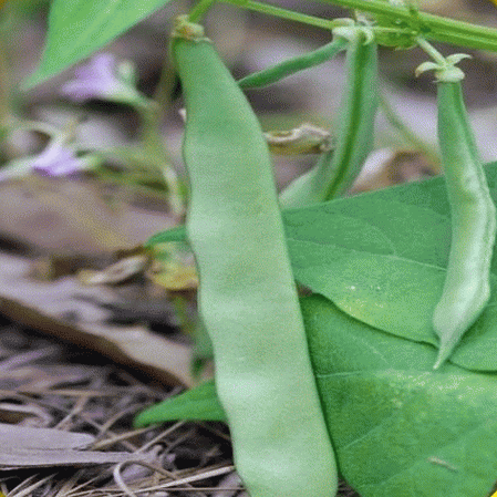 Haricot vert Roma II