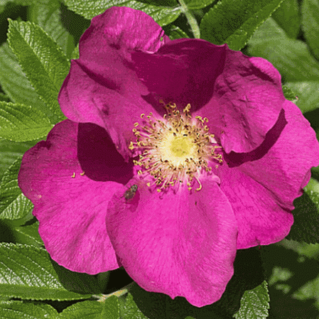 Rose sauvage des prairies