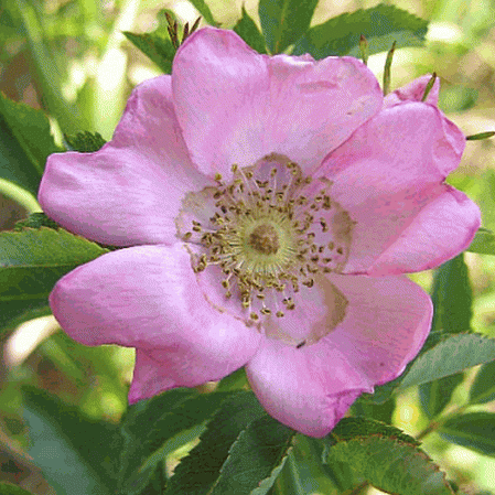 Rose des pâturages