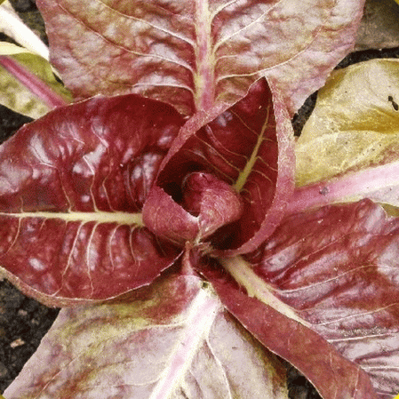 Endive rouge de Vérone