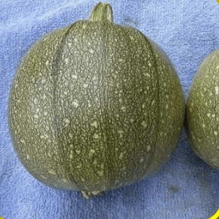 Courge d'été ronde aux courgettes