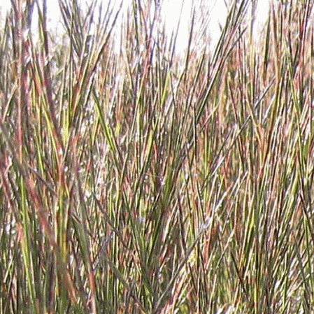 Petit Bluestem