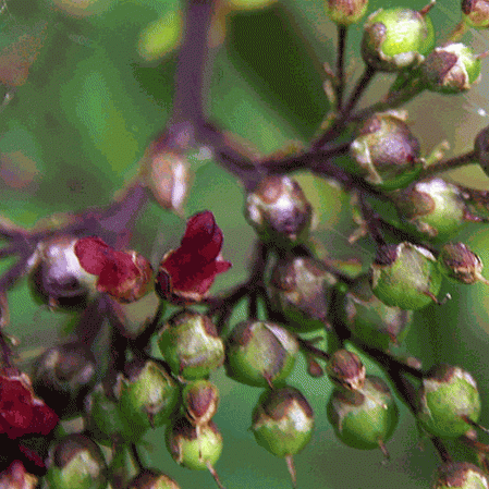 La tardive Figwort