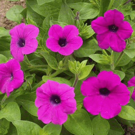 Pétunia sauvage de Shanin