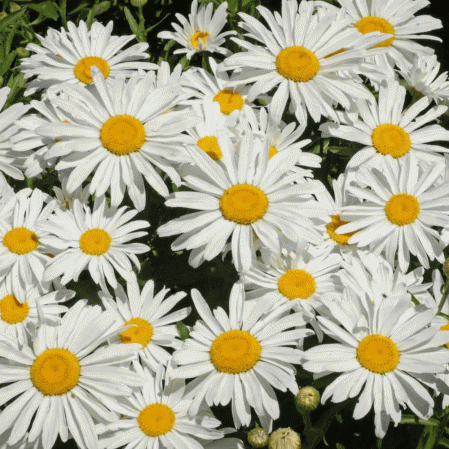 Argent princesse Shasta Daisy