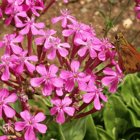 Aucun si joli Catchfly