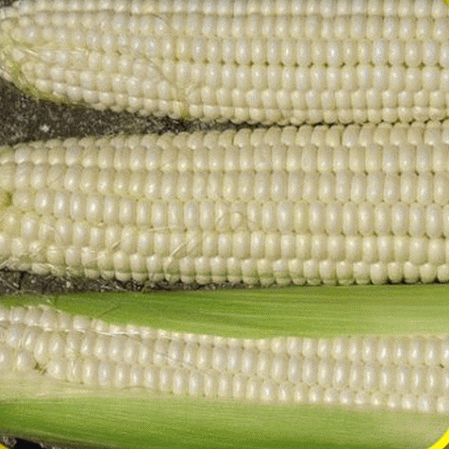 Maïs sucré blanc hybride Silver Queen