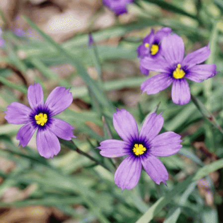 Herbe aux yeux bleus de l'Ouest