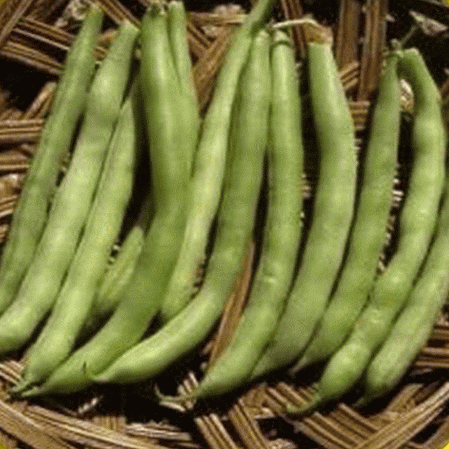 Haricot vert Slenderette