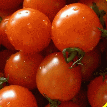 Petite tomate ancestrale cerise rouge