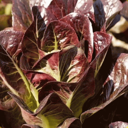 Laitue romaine romaine super rouge