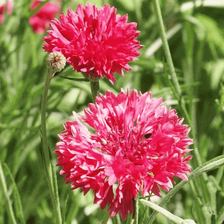 Grand bouton de célibataire rouge bleuet