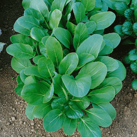 Tat Soi Chinese Cabbage