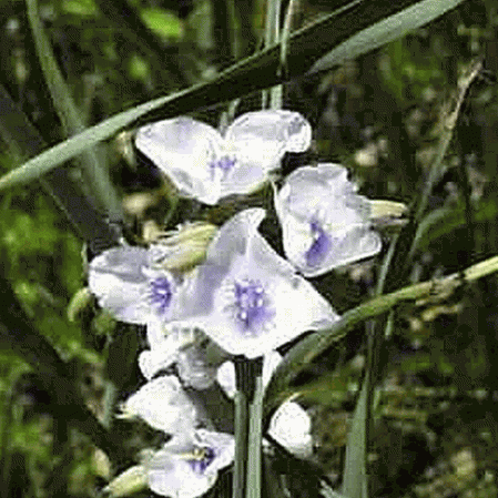 Spiderwort blanc de l'Ohio