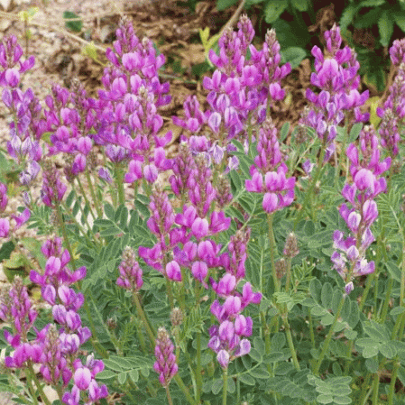 Utah Sweetvetch