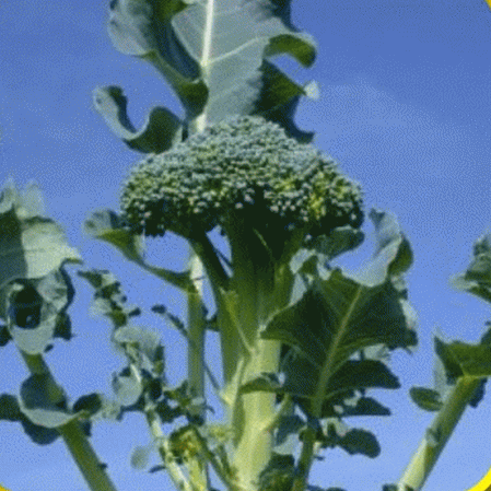 Waltham 29 Brocoli