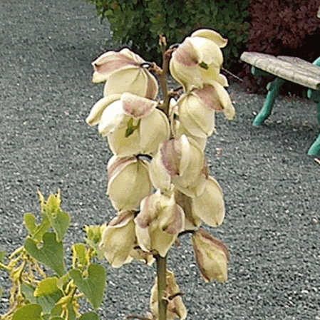 Yucca glauque