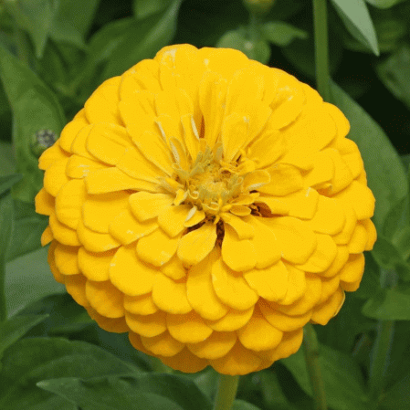 Oiseau canari Zinnia