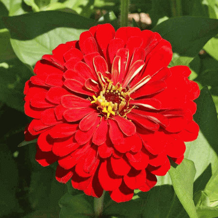 Reine des cerises Zinnia