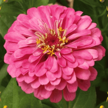 Zinnia brillant