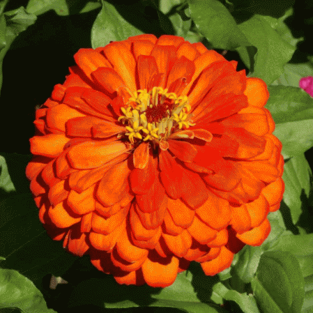 Roi orange Zinnia