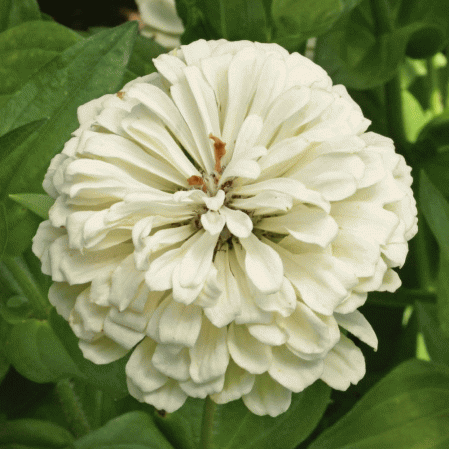 Ours polaire Zinnia