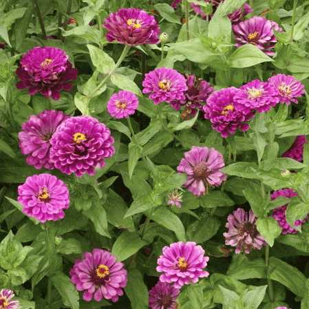 Prince pourpre Zinnia